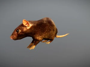 animated rat free on sketchfab 3D Model