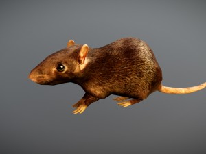 animated rat free on sketchfab Modelo 3D