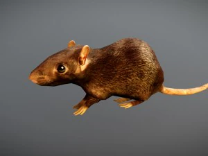 animated rat free on sketchfab 3D Model