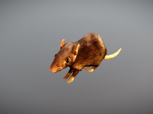 animated rat free on sketchfab Modelo 3D