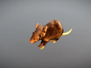 animated rat free on sketchfab 3D Model