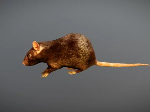 animated rat free on sketchfab 3D Model