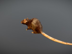 animated rat free on sketchfab Modelo 3D