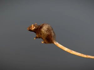 animated rat free on sketchfab 3D Model