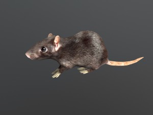 animated rat free on sketchfab Modelo 3D
