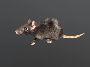 animated rat free on sketchfab 3D Model