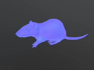 animated rat free on sketchfab 3D Model