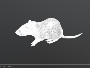 animated rat free on sketchfab Modelo 3D