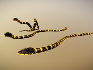 snake critter animated free on sketchfab Modello 3D