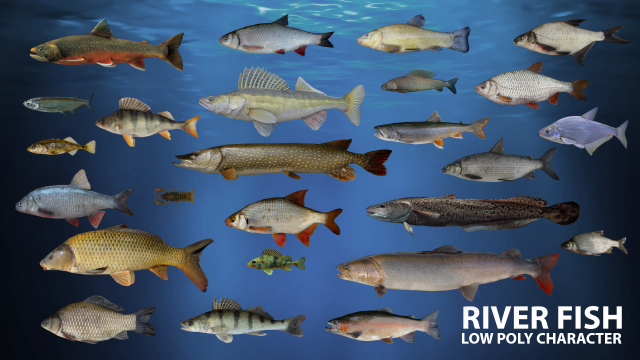 river fish low-poly Modelo 3D .c4d .max .obj .3ds .fbx .stl .blend 