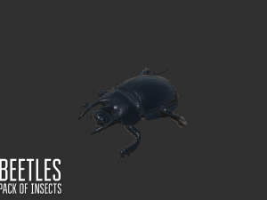 beetles - pack of insects 3D Модель