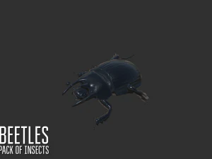 beetles - pack of insects 3D Model