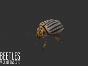 beetles - pack of insects Modèle 3D