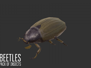 beetles - pack of insects Modèle 3D