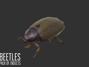 beetles - pack of insects 3D Model
