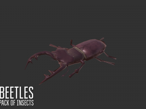beetles - pack of insects Modèle 3D