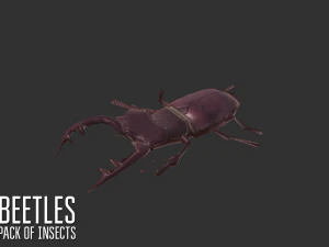 beetles - pack of insects 3D Model