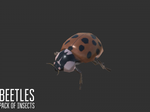 beetles - pack of insects Modèle 3D