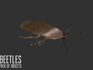 beetles - pack of insects 3D Model