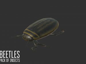 beetles - pack of insects Modèle 3D