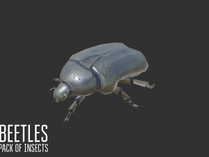 beetles - pack of insects Modèle 3D