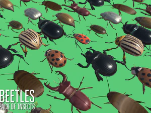 beetles - pack of insects 3D Model