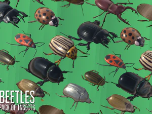 beetles - pack of insects 3D Model