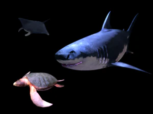 deniz canlıları 3D Model