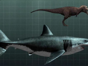 sea creatures 3D Модель