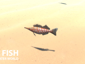 sea fish - underwater world 3Dモデル
