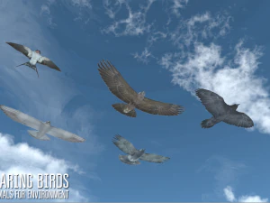 soaring birds - animals for environment 3D Model