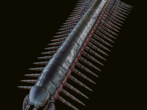 centipede 3D Model