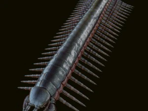 centopiedi Modello 3D