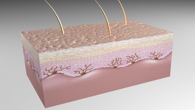 skin epidermis layers 3D 모델 .c4d .max .obj .3ds .fbx .stl .blend 