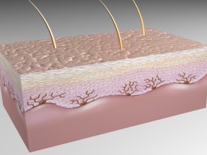 skin epidermis layers 3D Model