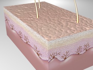 skin epidermis layers 3D 모델