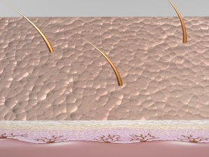 skin epidermis layers 3D 모델