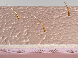 skin epidermis layers 3D Model