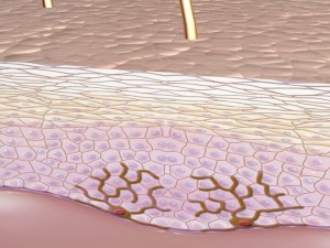 skin epidermis layers 3D 모델