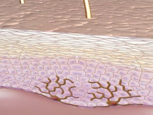 skin epidermis layers 3D Model