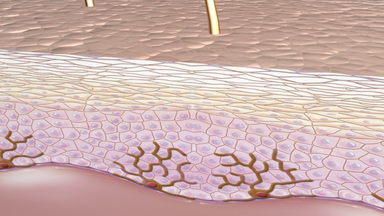 3 skin layers. Skin layers 3d.