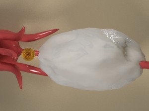 female ovary 3D Model