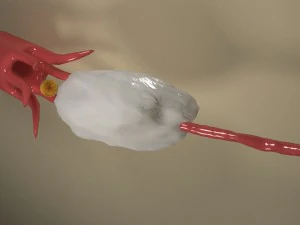 female ovary 3D Model