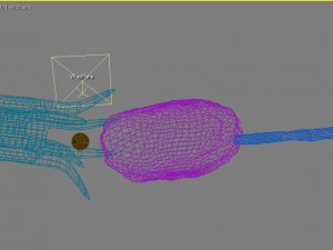 female ovary 3D 모델