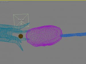 female ovary 3D Model