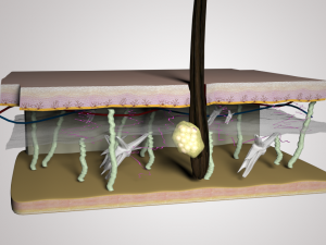 skin layers cross section 3D Model