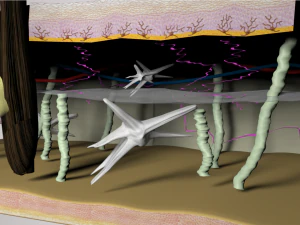 皮膚層の断面図 3Dモデル