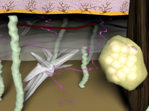 skin layers cross section 3D Model