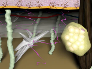 皮膚層の断面図 3Dモデル