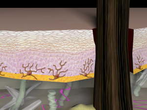 skin layers cross section 3D Model